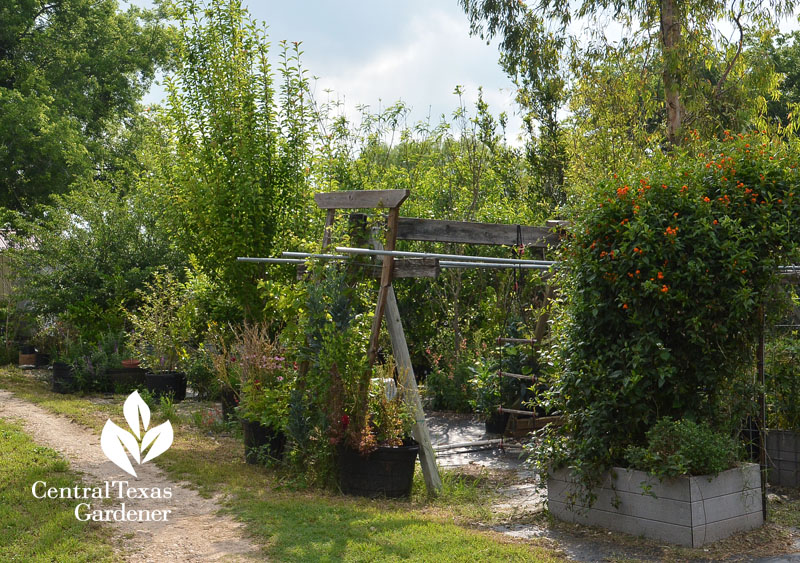 Trex raised beds, recycled pots vegetable garden Central Texas Gardener