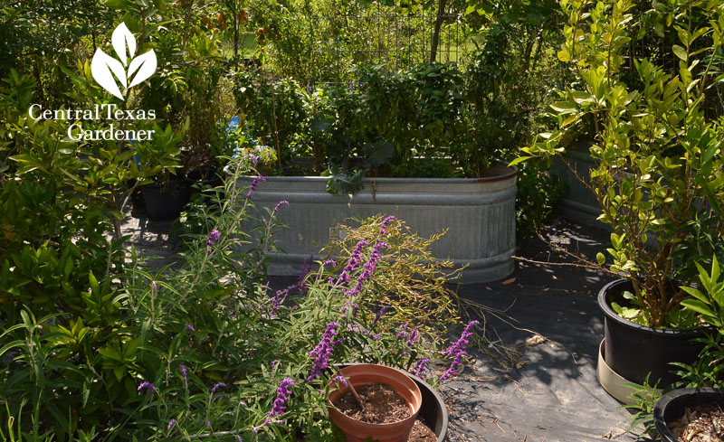 recycled pots and stock tank vegetable beds Central Texas Gardener