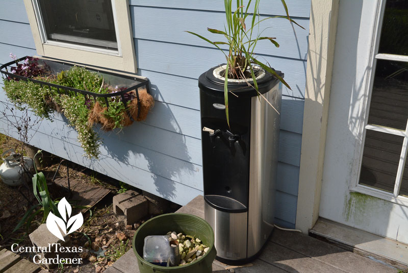 recycled bottled water dispenser grows lemon grass Central Texas Gardener