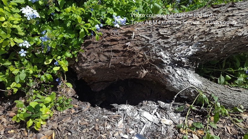 why mountain laurel tree rotted Central Texas Gardener