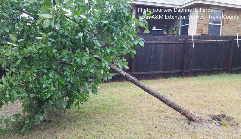 why oak tree fell over at roots Central Texas Gardener