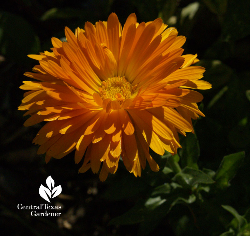 winter annual calendula Central Texas Gardener