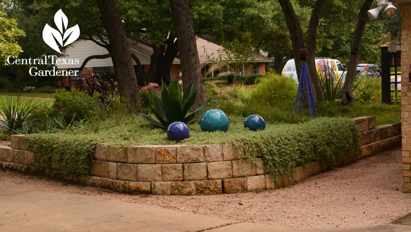 wooly stemodia limestone raised bed flood control Central Texas Gardener