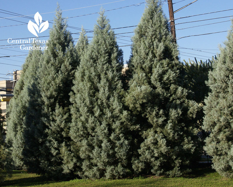 Arizona cypress hedge Central Texas Gardener