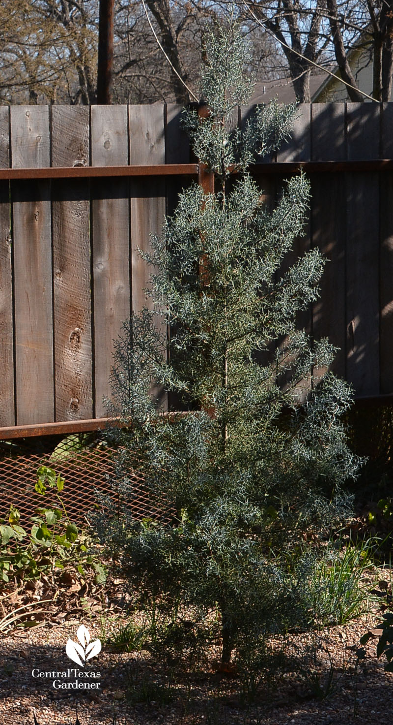 Arizona cypress young Central Texas Gardener