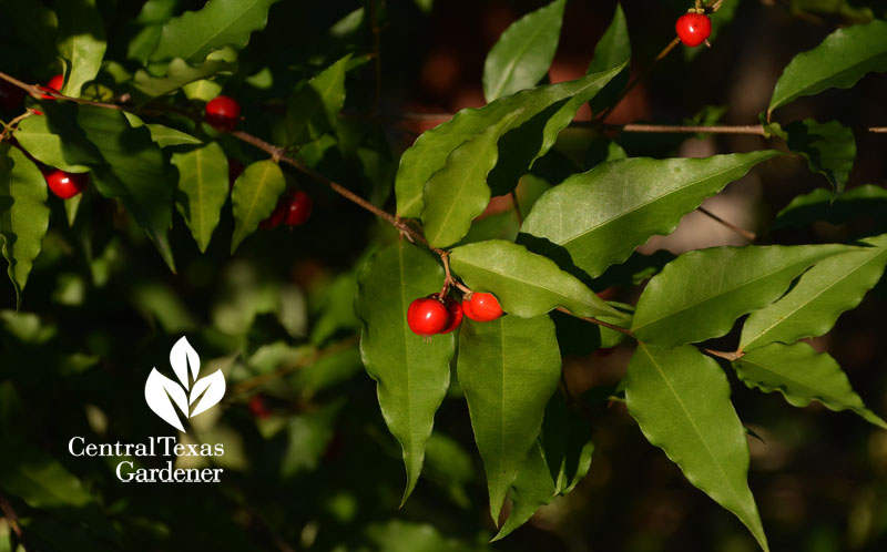 Barbado cherry fruits Central Texas Gardener