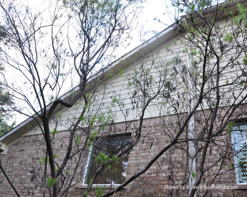 Desert willow problems Central Texas Gardener