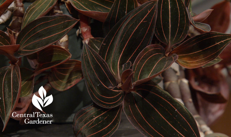 Jewel orchid Central Texas Gardener