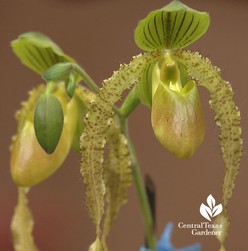 Lady's slipper orchids Central Texas Gardener