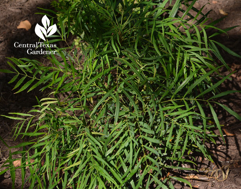 Mahonia 'Soft Caress' Central Texas Gardener