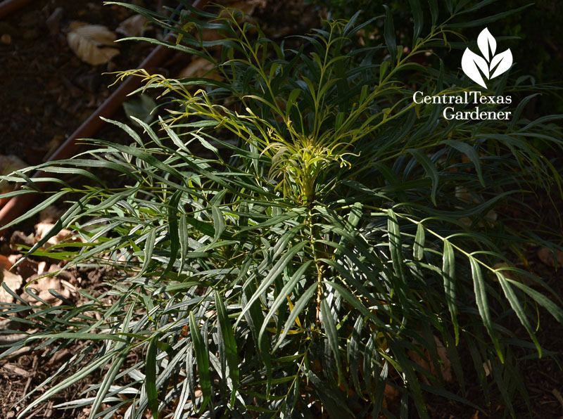 Mahonia 'Soft Caress' diverse light Central Texas Gardener