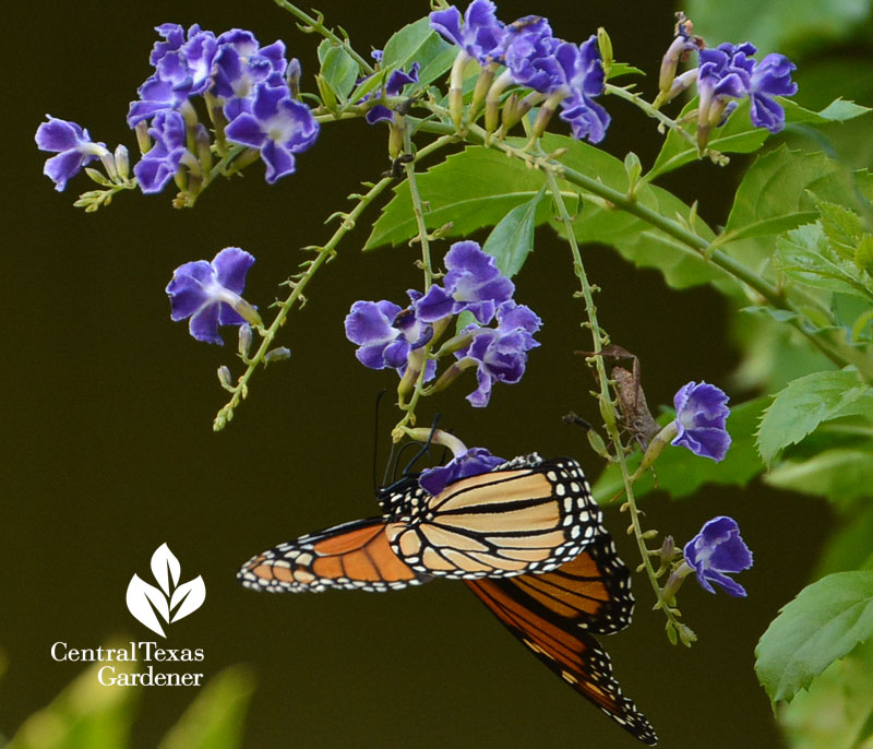 Monarch butterfly on duranta Central Texas Gardener