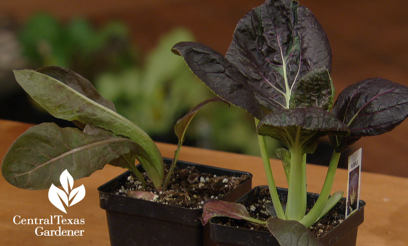 Pak choi transplants Central Texas Gardener