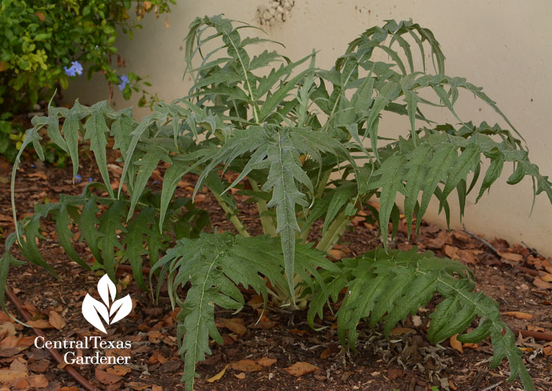 artichoke grown in too much shade Central Texas Gardener