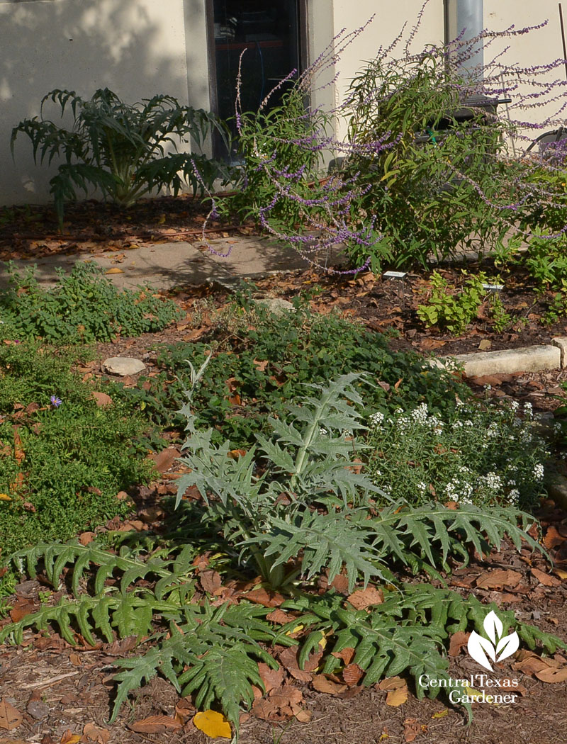 artichokes in 2 different light Central Texas Gardener