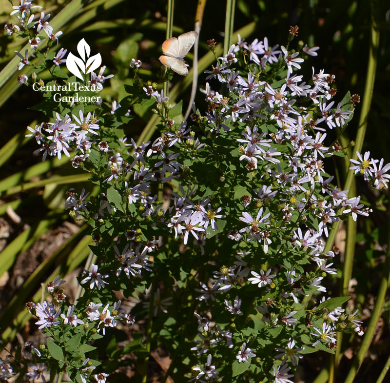 butterfly on native aster Central Texas Gardener