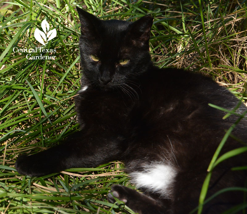 cat in native Texas blue grass