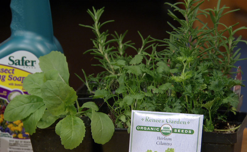 cilantro seeds, herb plants Central Texas Gardener