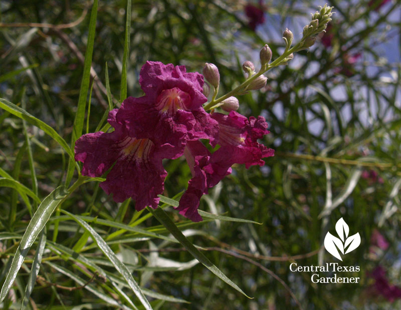 'Bubba' desert willow Central Texas Gardener