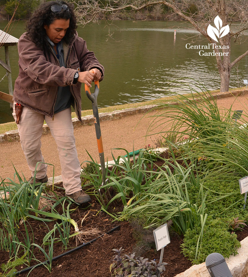 digging leeks Central Texas Gardener