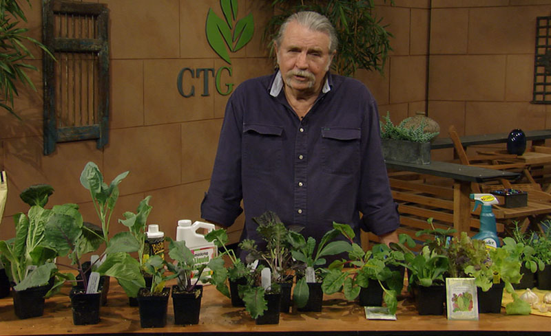 fall vegetable seeds and transplants John Dromgoole Central Texas Gardener