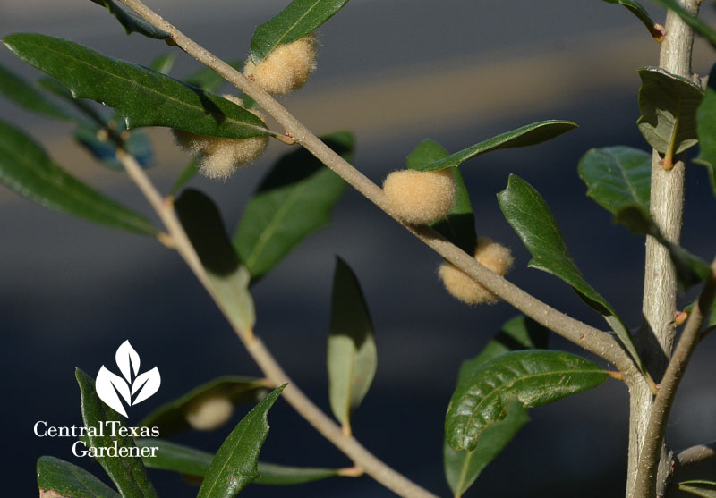 woolly oak leaf galls Central Texas Gardener