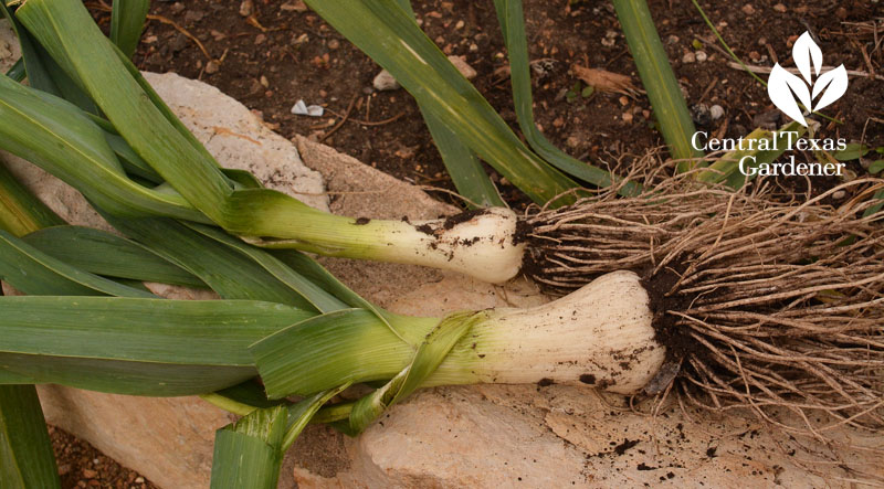 harvested leeks Central Texas Gardener