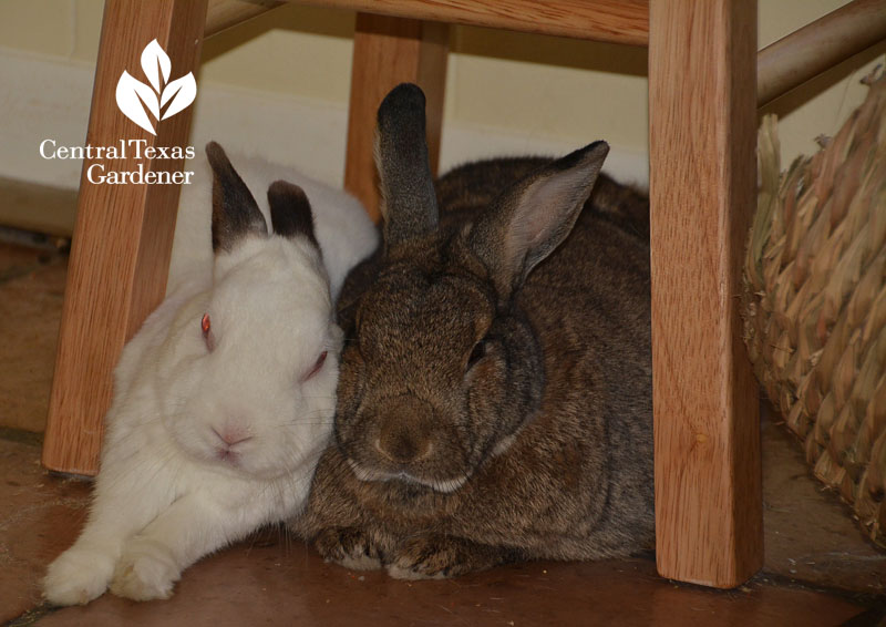 house bunnies Harvey and Bun