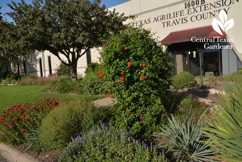 lacey oak, yucca Mexican flame vine Salvia farinacea Central Texas Gardener