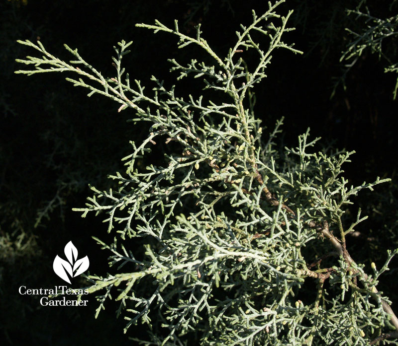 Arizona cypress leaf Central Texas Gardener