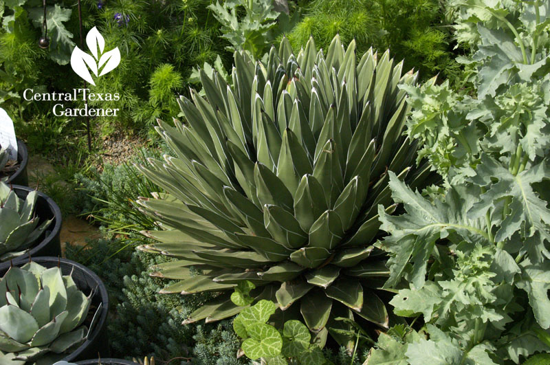 Agave victoriae-reginae Central Texas Gardener