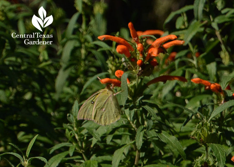 Southern dogface butterfly on lion's tail Central Texas Gardener