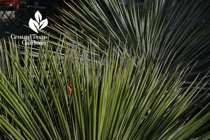 Yucca nolina low water median strip Central Texas Gardener