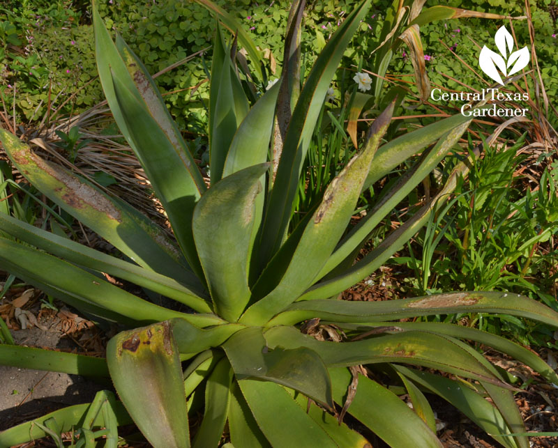 agave celsii freeze damage Central Texas Gardener