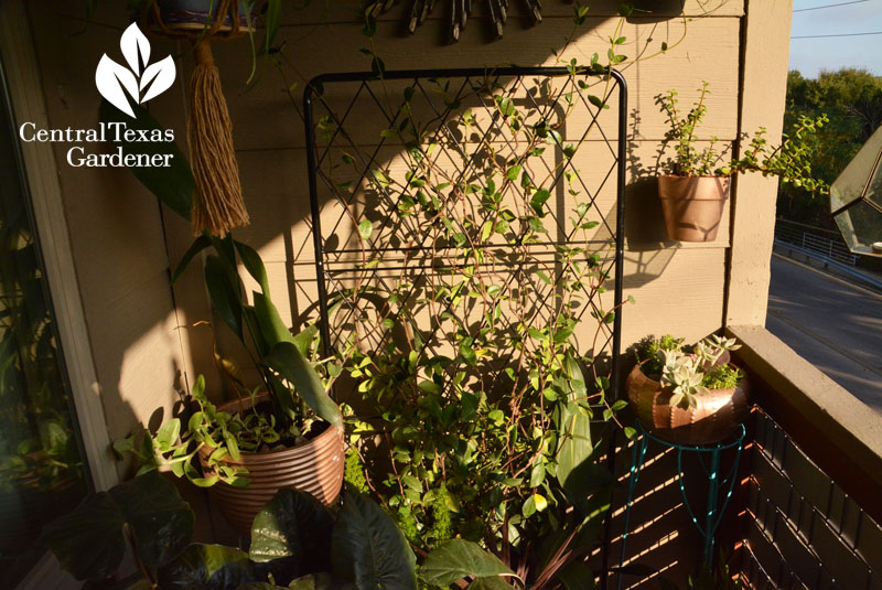 balcony garden gold painted clay pots Central Texas Gardener