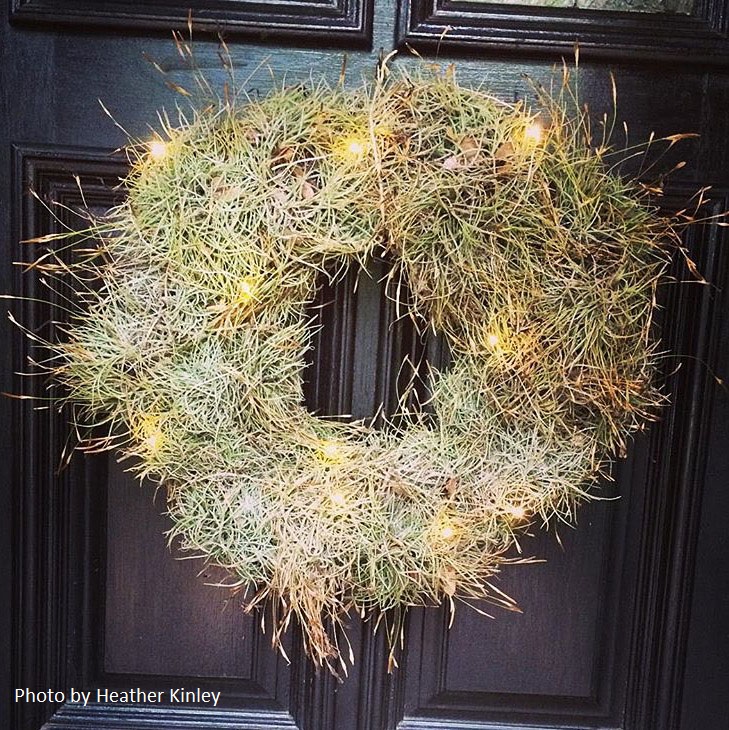 ball moss wreath Central Texas Gardener