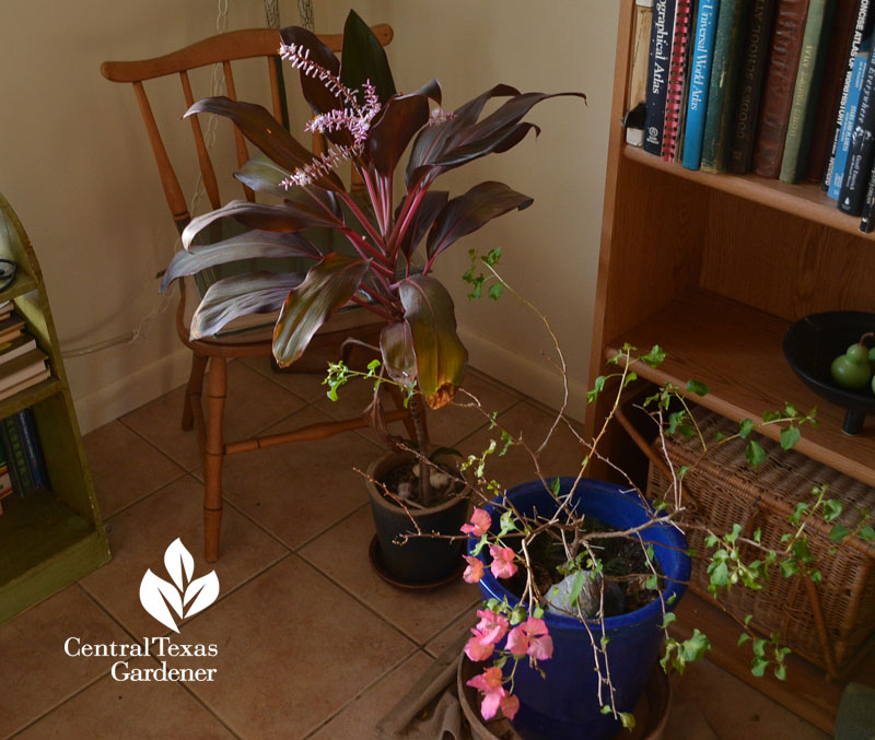 hawaiian ti cordyline and bougainvillea overwinter in house Central Texas Gardener