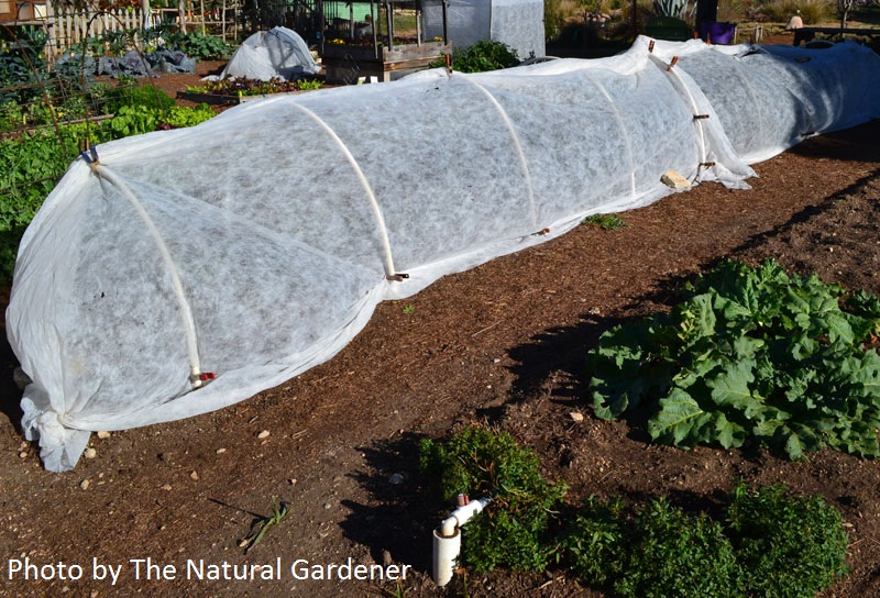 row cover over crops The Natural Gardener Central Texas Gardener