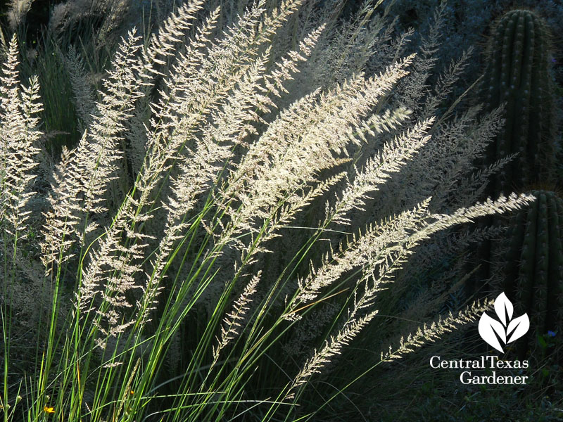 native plants, grasses 