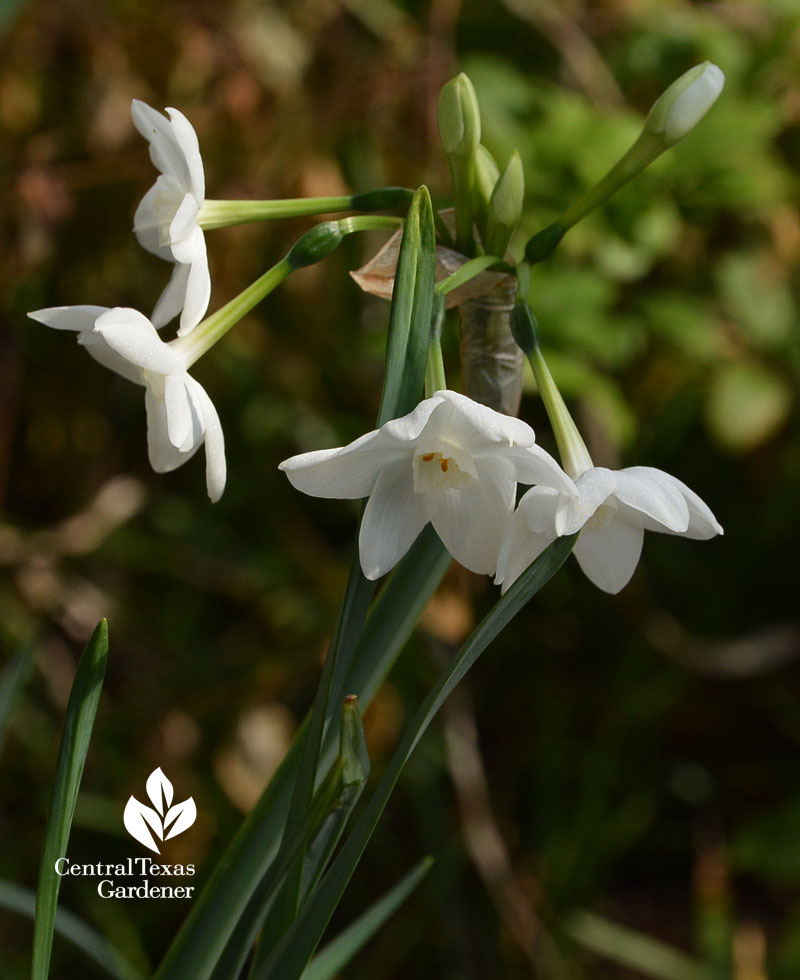 narcissus Central Texas Gardener