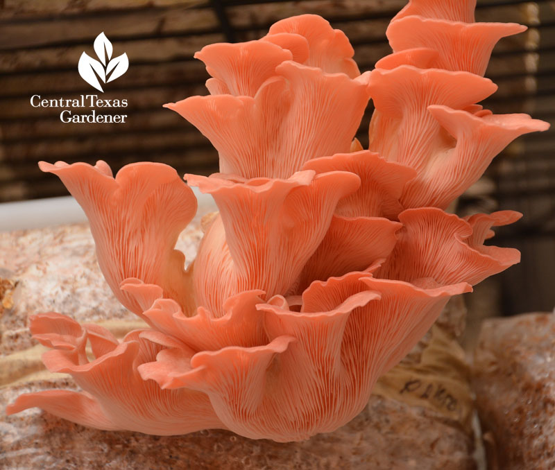 pink oyster mushroom Central Texas Gardener