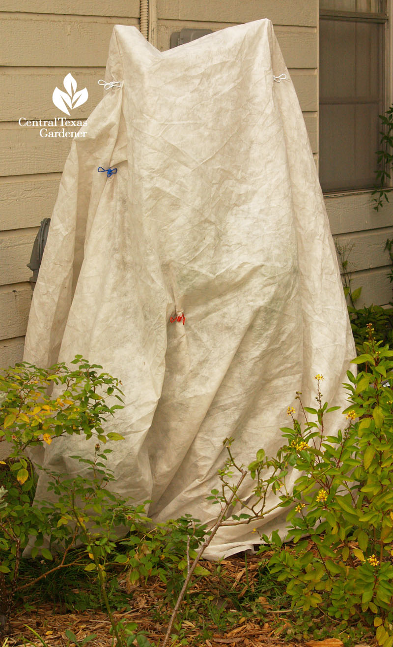 row cover bamboo tipi over young orange tree