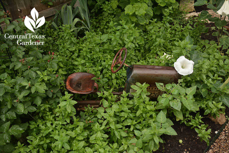 tractor garden art with datura, raspberry mint Central Texas Gardener