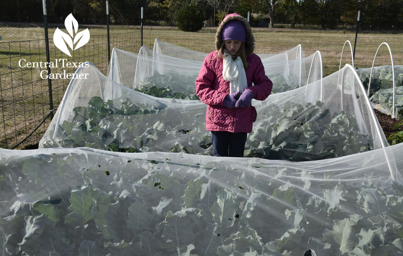 wedding tulle vegetable garden protect Central Texas Gardener