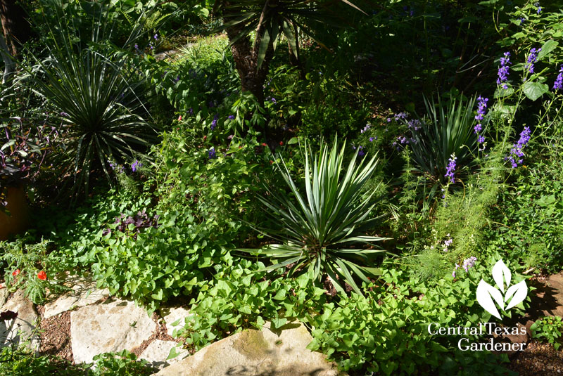 yucca larkspur Central Texas Gardener