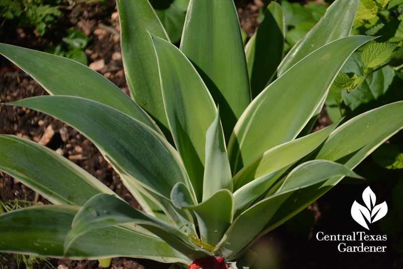 Agave attenuata Ray of Light foxtail agave Central Texas Gardener