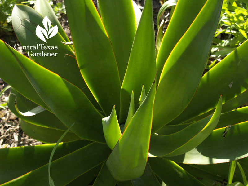 Agave celsii Central Texas Gardener