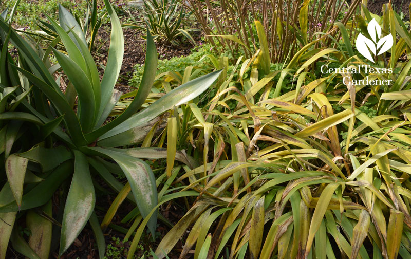 Agave celsii and Iris Nada  freeze damage Central Texas Gardener