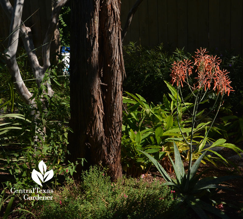 Aloe bloom Central Texas Gardener