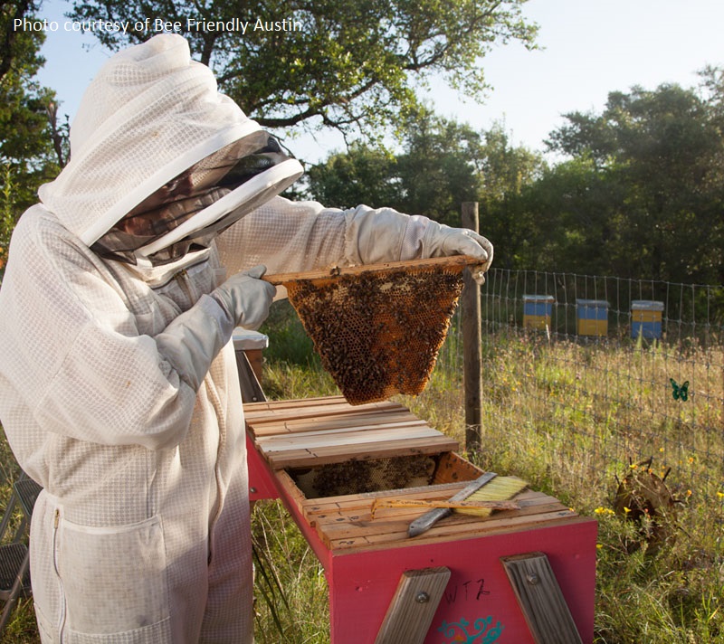 Bee Friendly Austin top bar hive Central Texas Gardener